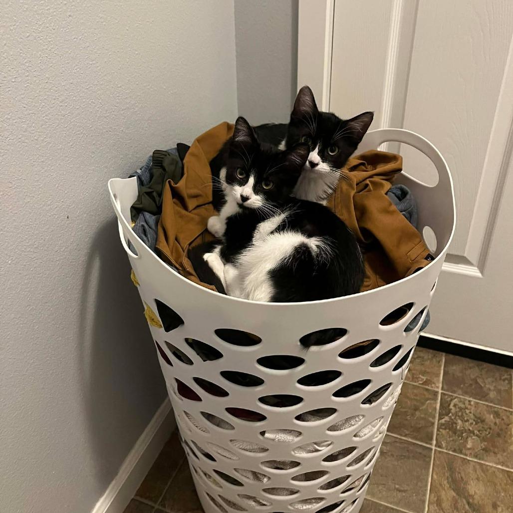 Miso - Kitten 3, a Adoptable Domestic Short Hair in Bend, OR image 4/5