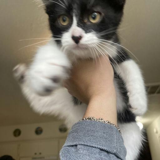 Miso - Kitten 3, a Adoptable Domestic Short Hair in Bend, OR image 5/5