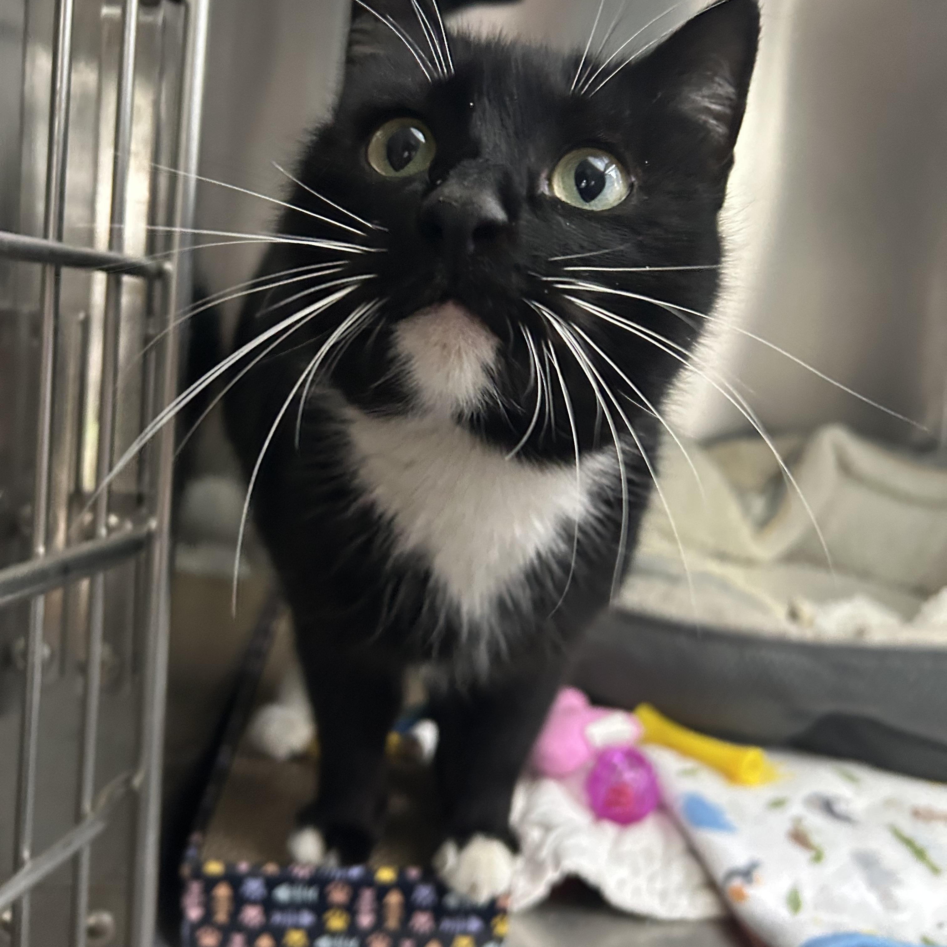 Beverly “Bev”, a Adoptable mixed breed in Sacramento, CA image 6/6