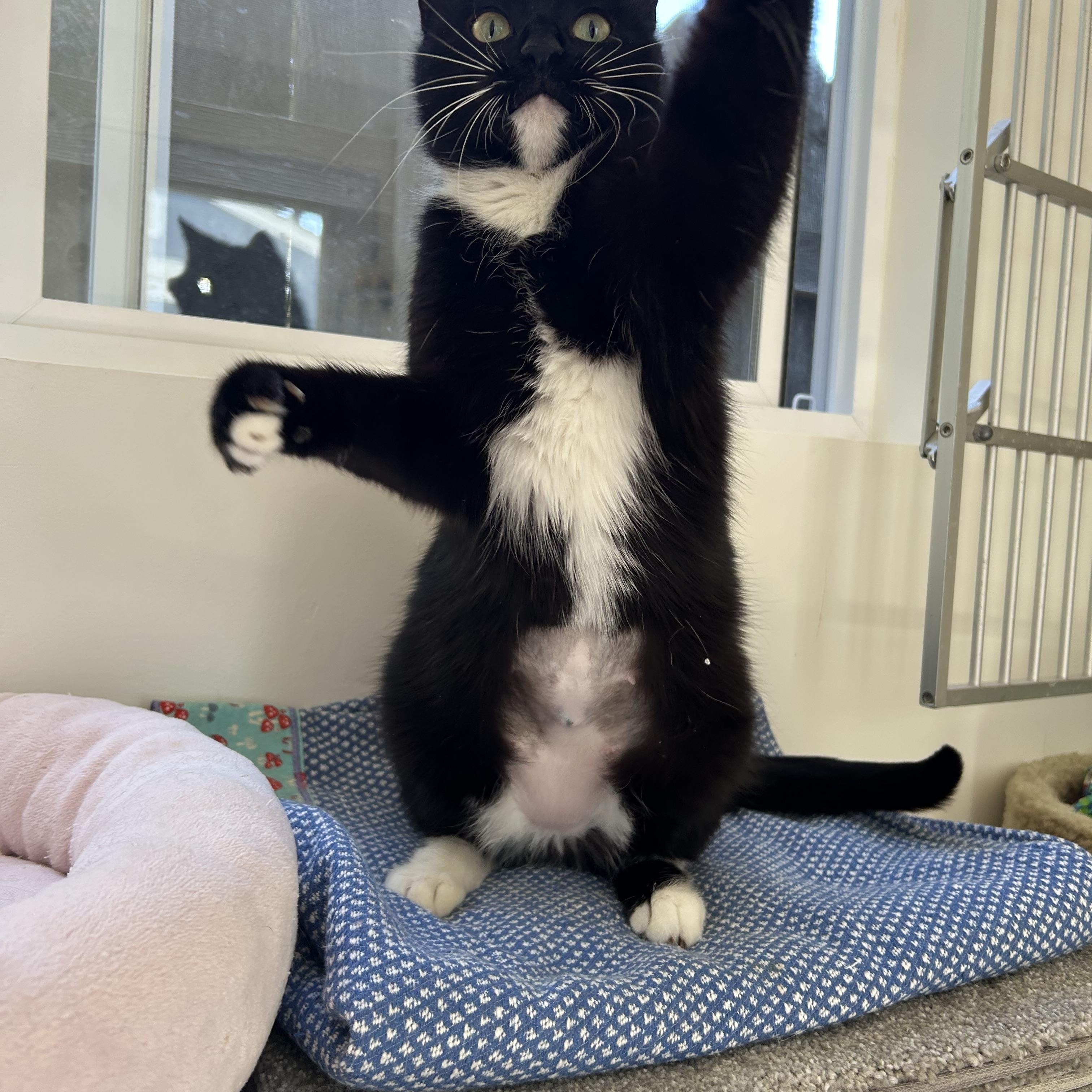 Beverly “Bev”, a Adoptable mixed breed in Sacramento, CA image 4/6