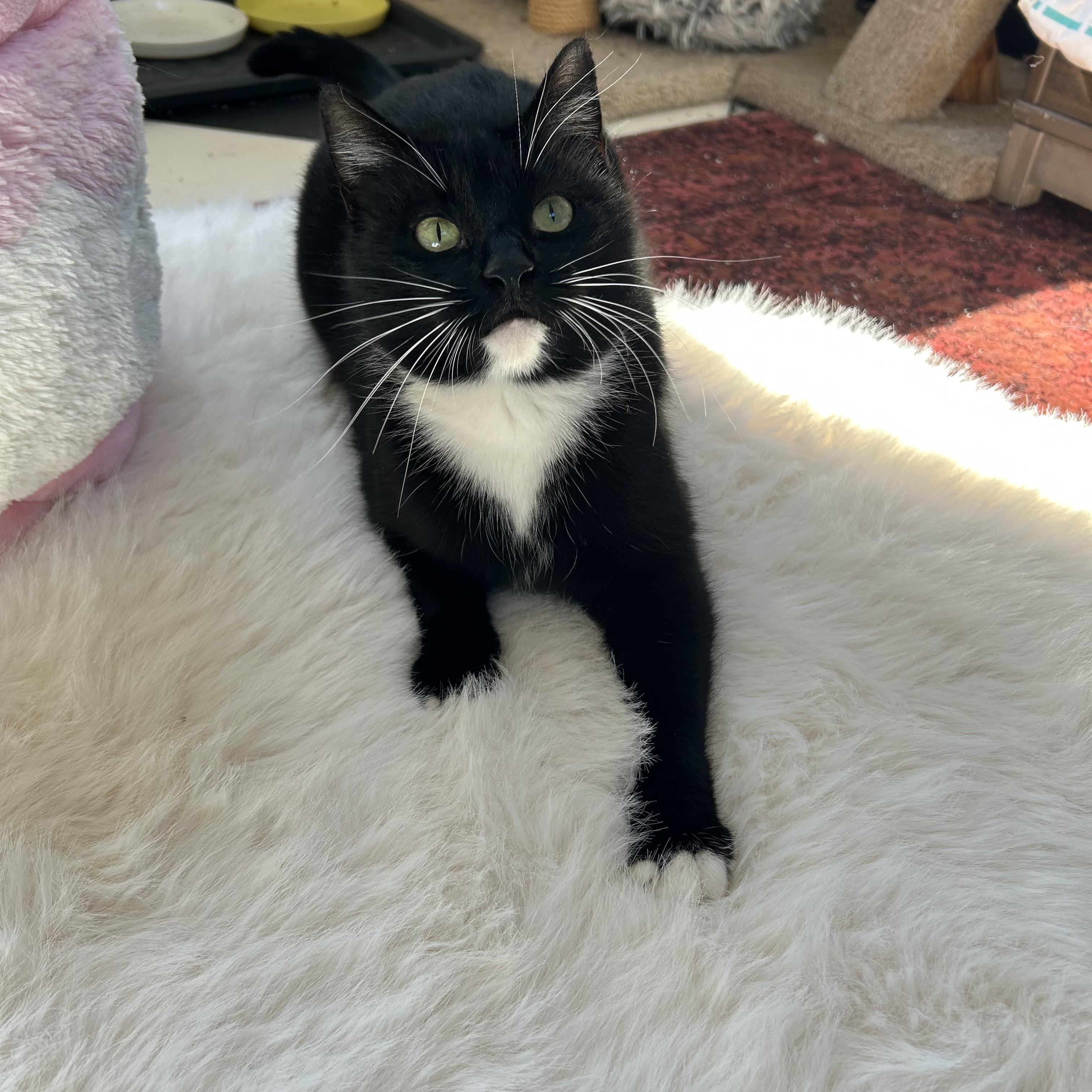 Beverly “Bev”, a Adoptable mixed breed in Sacramento, CA image 5/6