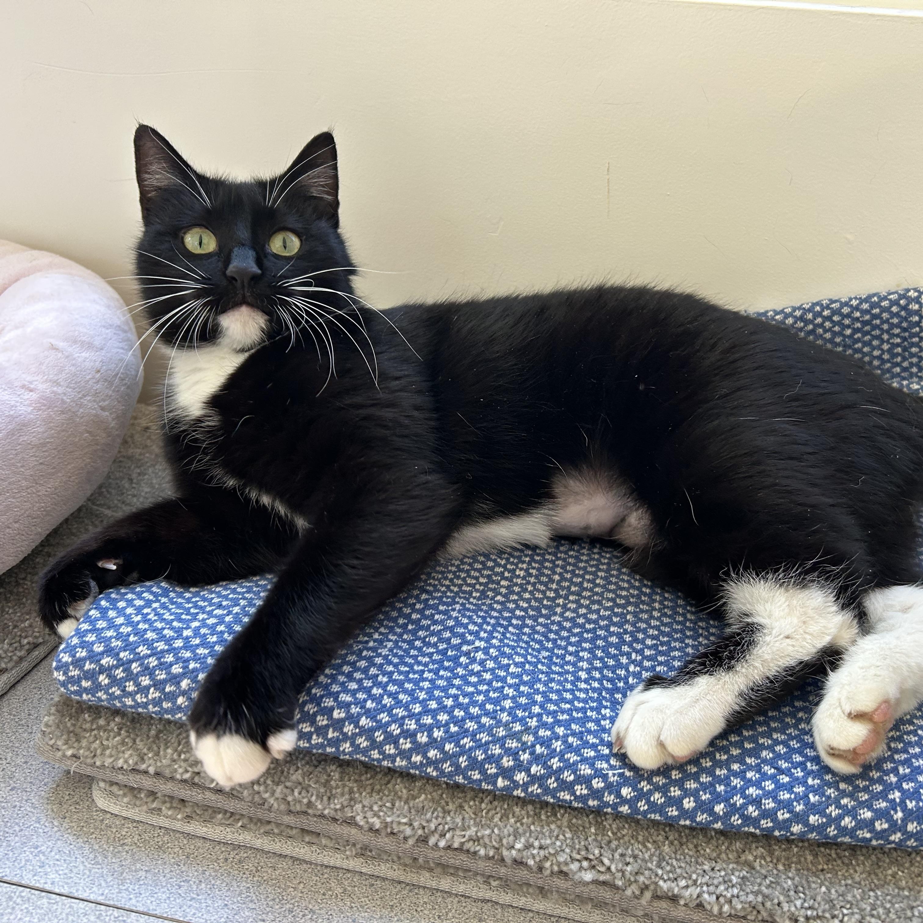Beverly “Bev”, Adult Female Tuxedo