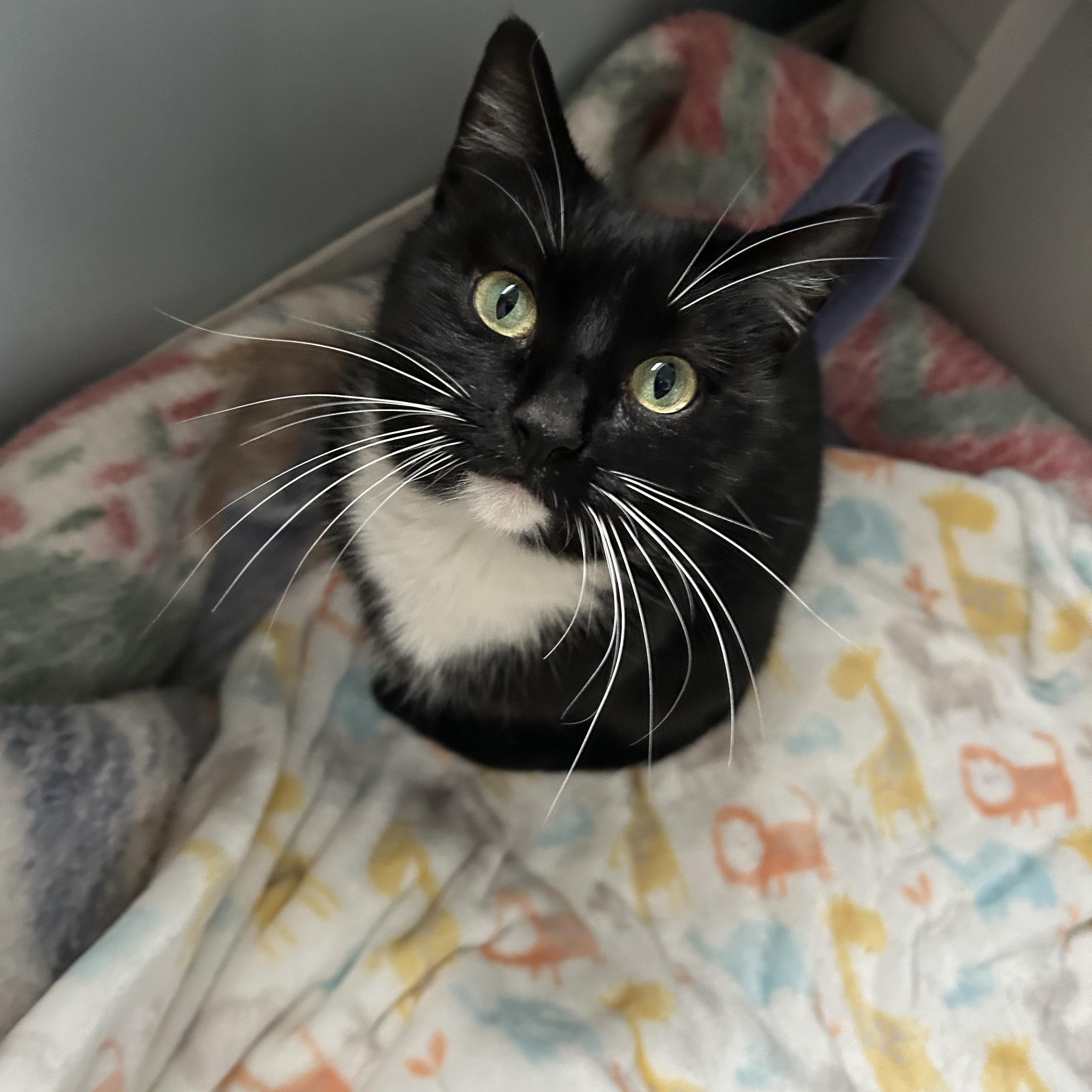 Beverly “Bev”, a Adoptable mixed breed in Sacramento, CA image 2/6