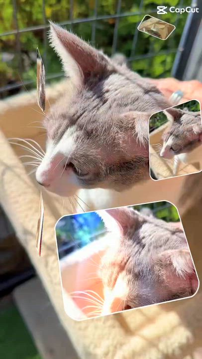 Enlarge Beverly “Bev”, a Adoptable mixed breed in Sacramento, CA video 3/6