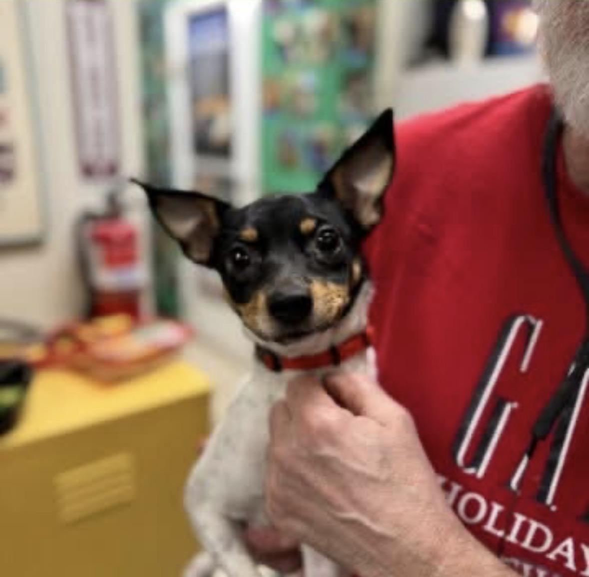 Enlarge Buster , an adopted Jack Russell Terrier in Chicago, IL image 1/1