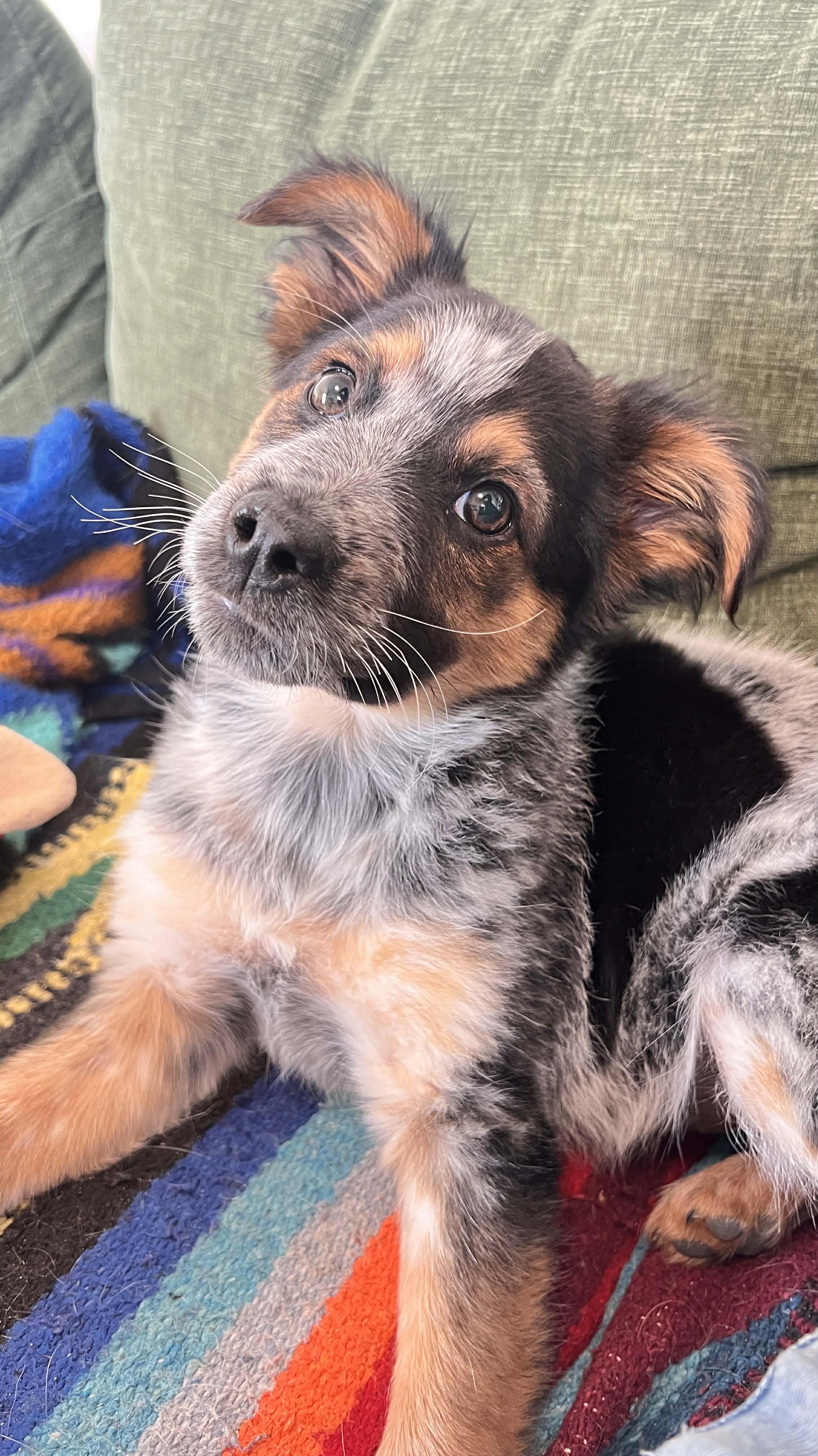 Enlarge Cubby , an adopted mixed breed in Bend, OR image 2/6