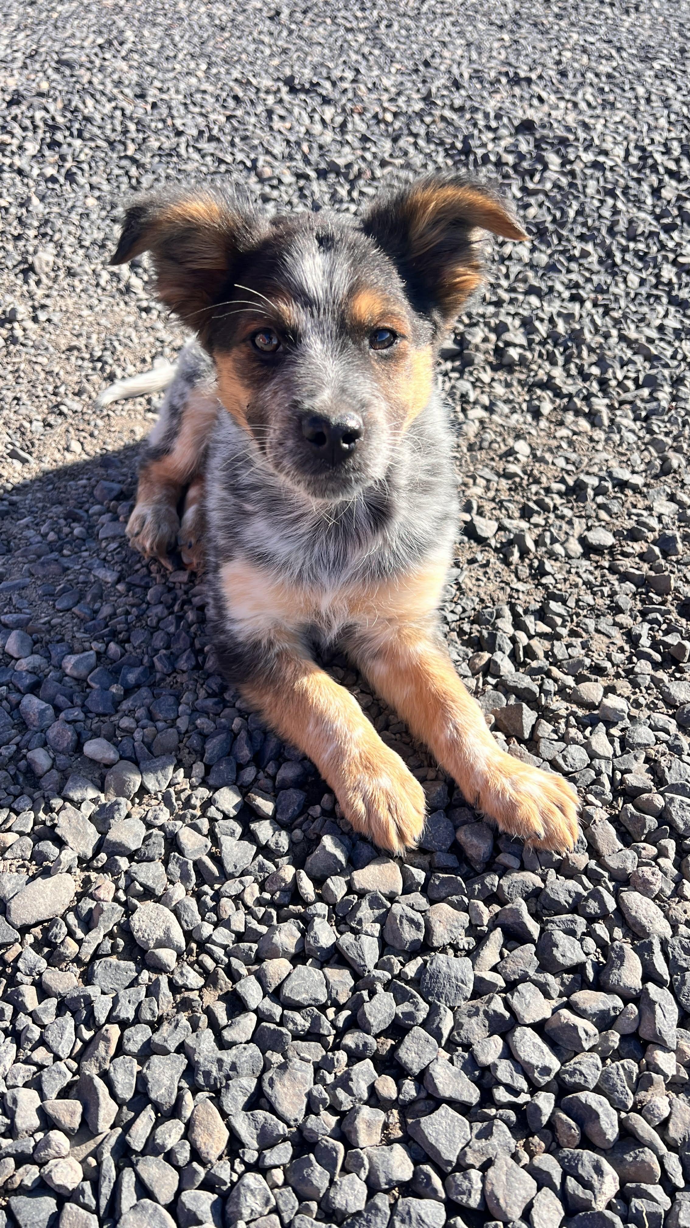 Enlarge Cubby , an adopted mixed breed in Bend, OR image 5/6