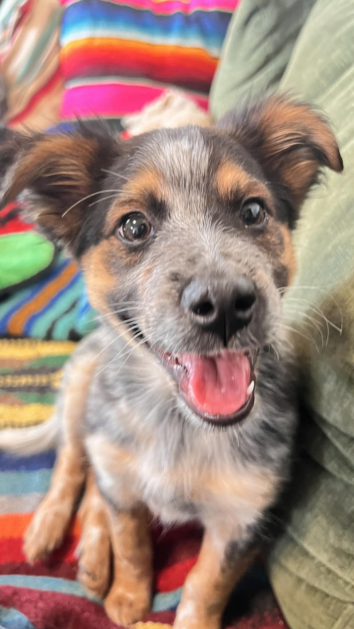 Enlarge Cubby , an adopted mixed breed in Bend, OR image 1/6