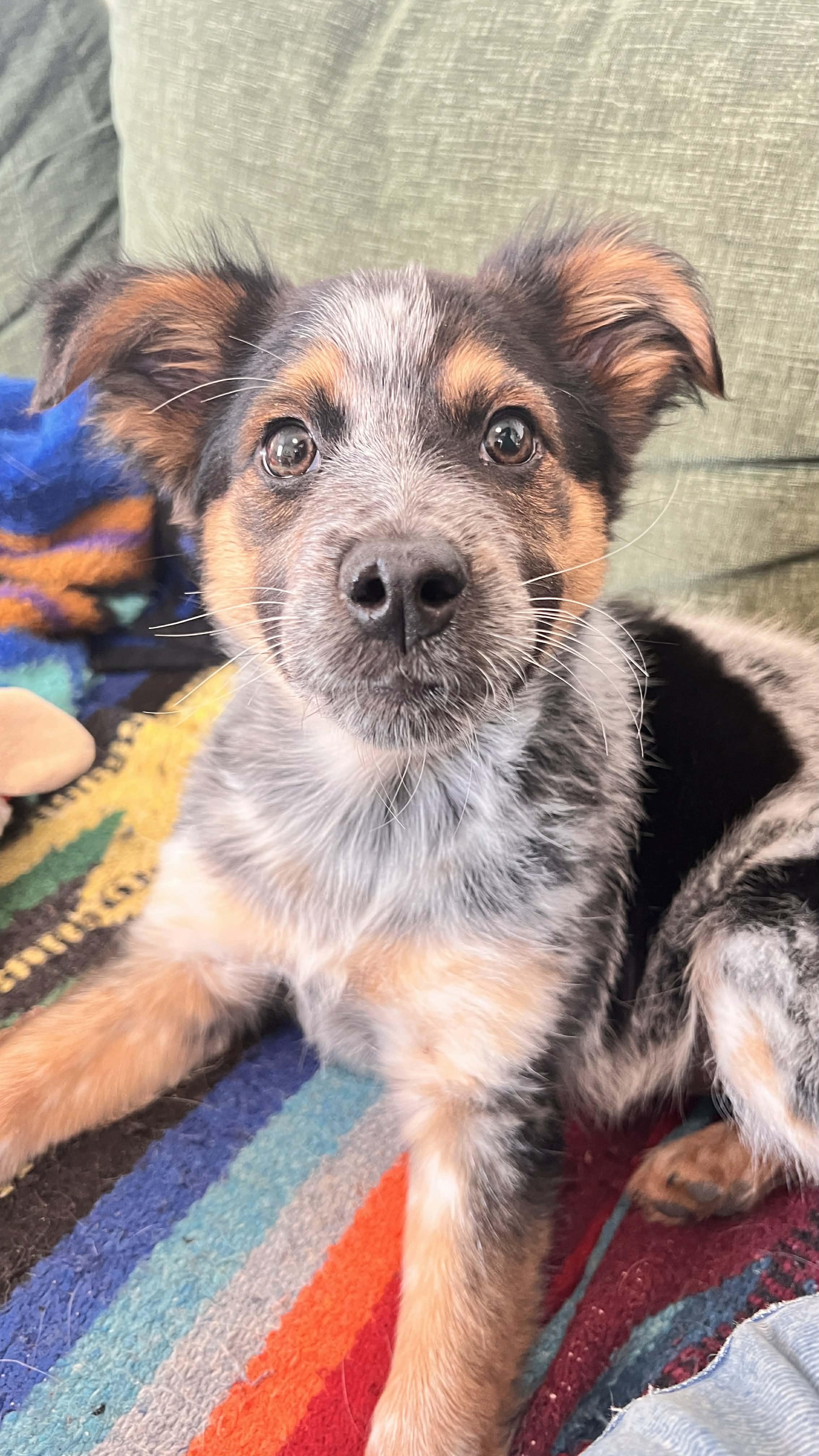 Enlarge Cubby , an adopted mixed breed in Bend, OR image 6/6