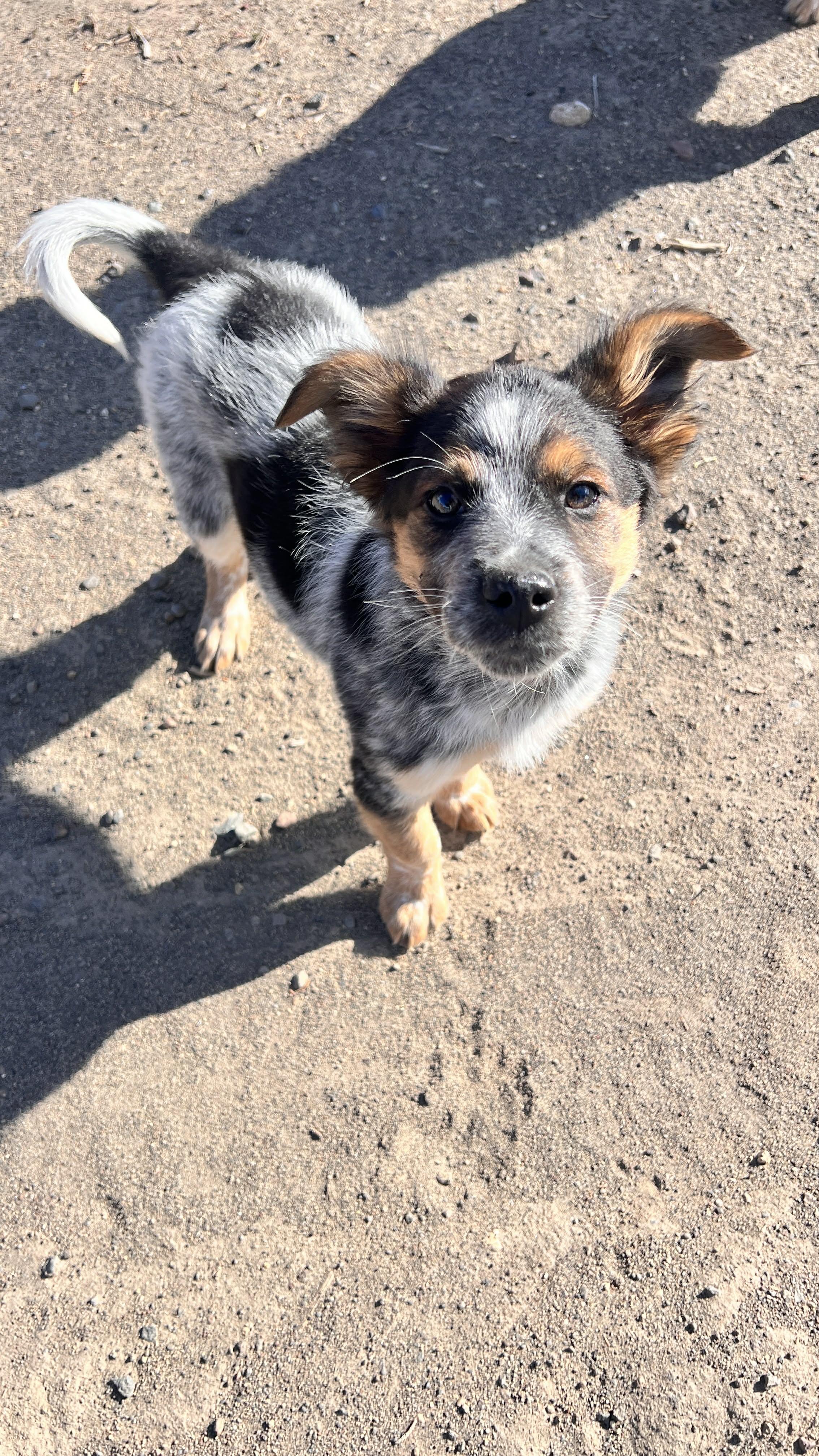 Enlarge Cubby , an adopted mixed breed in Bend, OR image 3/6