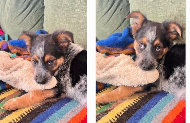 Enlarge Cubby , an adopted mixed breed in Bend, OR image 4/6