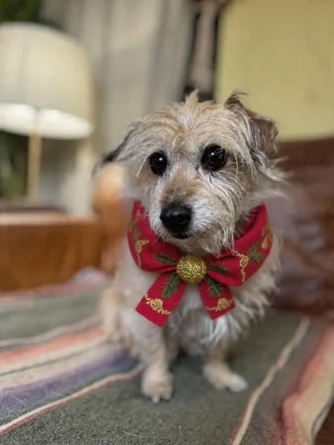 Mellow, Adoptable, Adult Male Terrier.