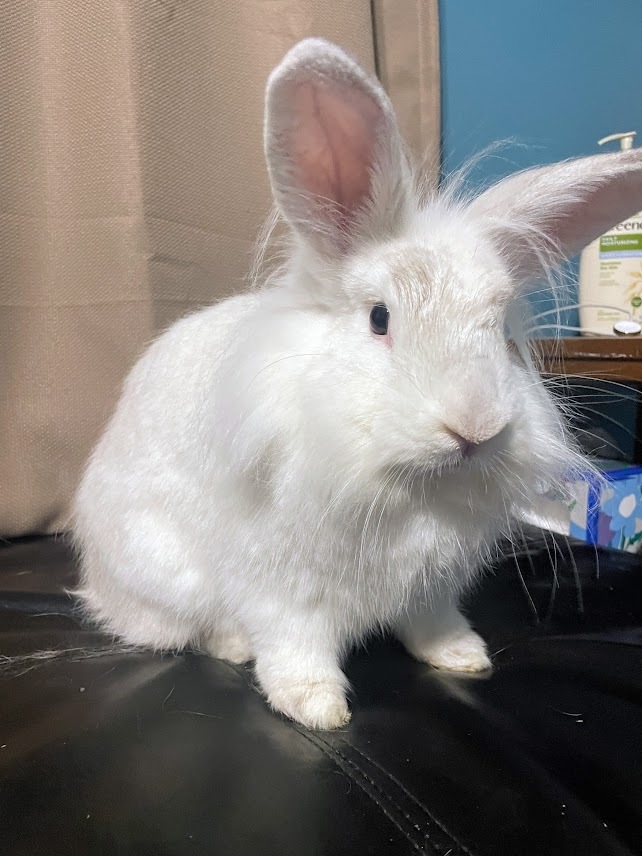 Patsy, Adoptable, Adult Female Lionhead & Flemish Giant.