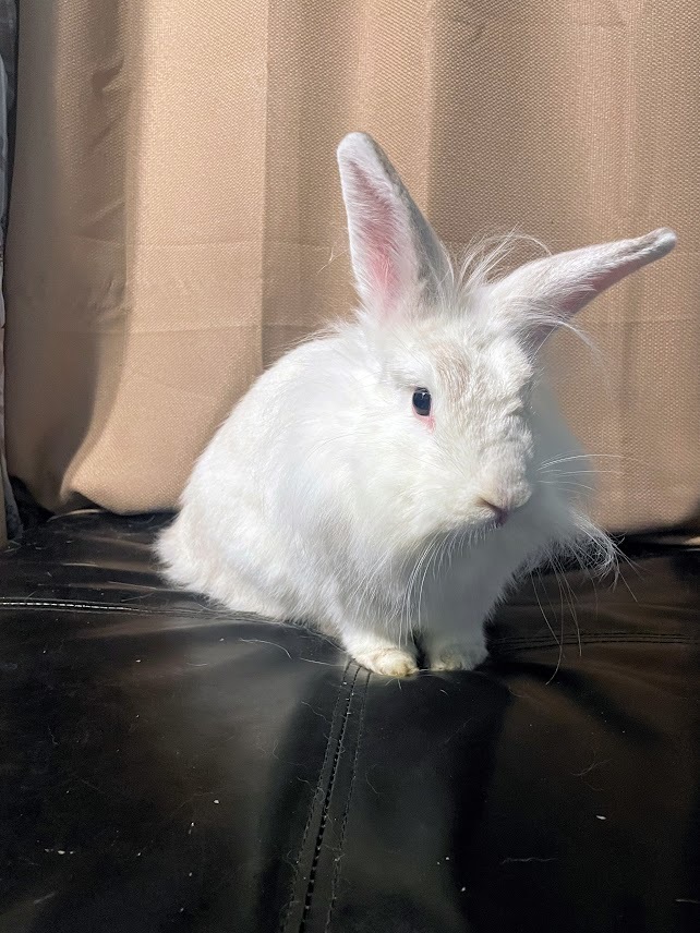 Patsy, a Adoptable mixed breed in Coralville, IA image 2/5