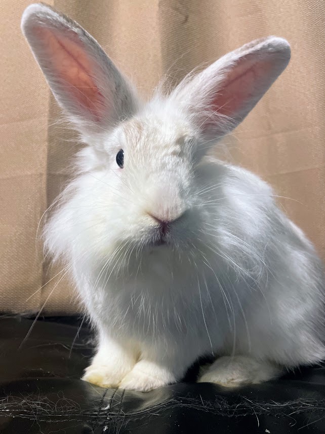 Patsy, a Adoptable mixed breed in Coralville, IA image 3/5