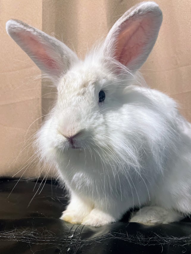 Patsy, a Adoptable mixed breed in Coralville, IA image 4/5