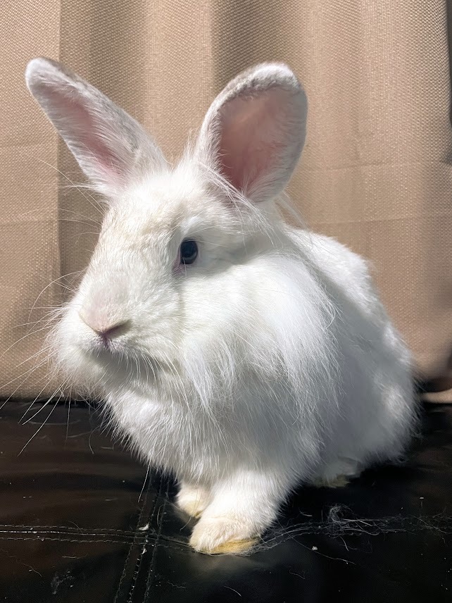 Patsy, a Adoptable mixed breed in Coralville, IA image 5/5