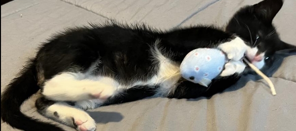 Poly, a Adopted Domestic Short Hair in Kenner, LA image 1/2