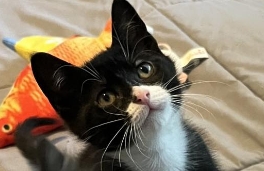 Poly, a Adopted Domestic Short Hair in Kenner, LA image 2/2