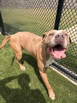 Uzi, Adoptable, Adult Male Pit Bull Terrier & Mixed Breed.