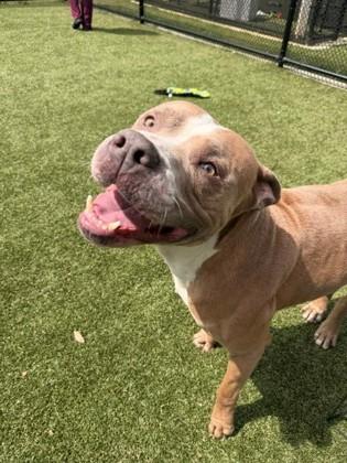 Enlarge Uzi, a Adoptable mixed breed in Daphne, AL image 2/3