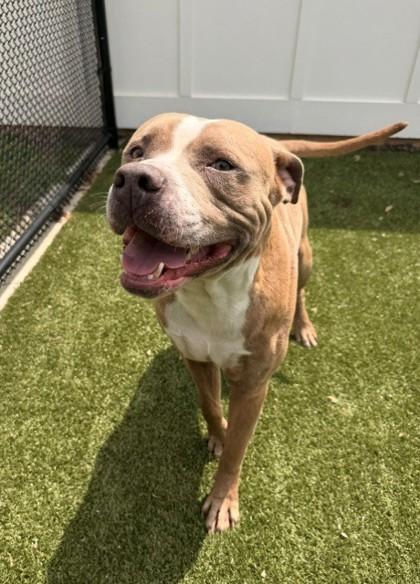 Enlarge Uzi, a Adoptable mixed breed in Daphne, AL image 3/3