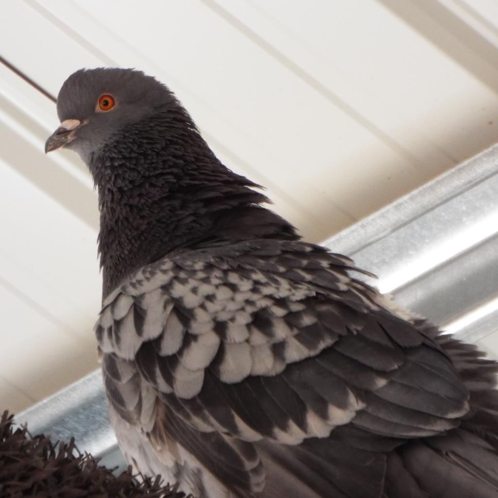 Lacy 275, a Adoptable Pigeon in Long Beach, CA image 1/2