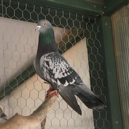 Lacy 275, a Adoptable Pigeon in Long Beach, CA image 2/2