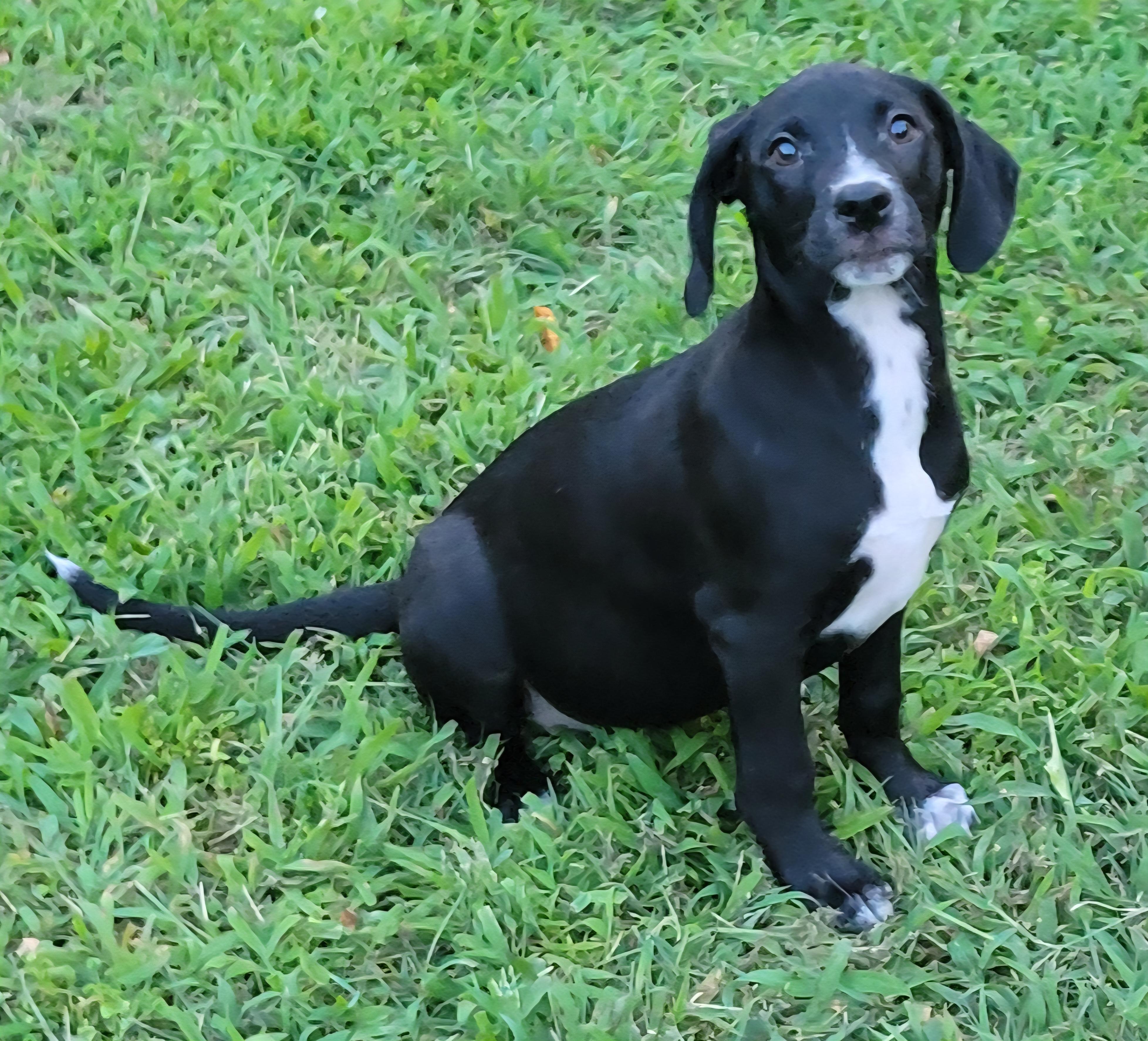Elsie, an adopted mixed breed in Elwood, NJ image 4/5