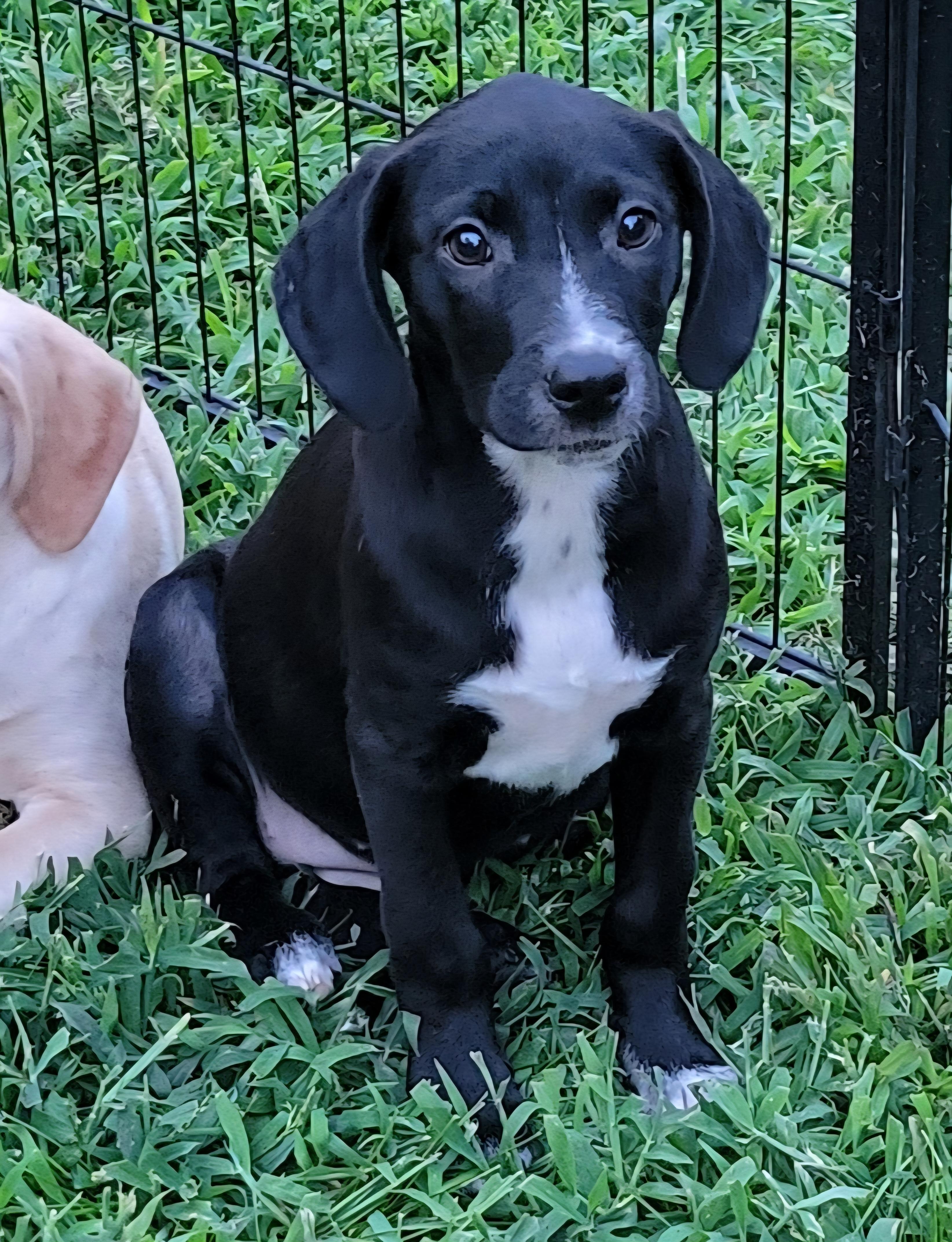Elsie, an adopted mixed breed in Elwood, NJ image 2/5