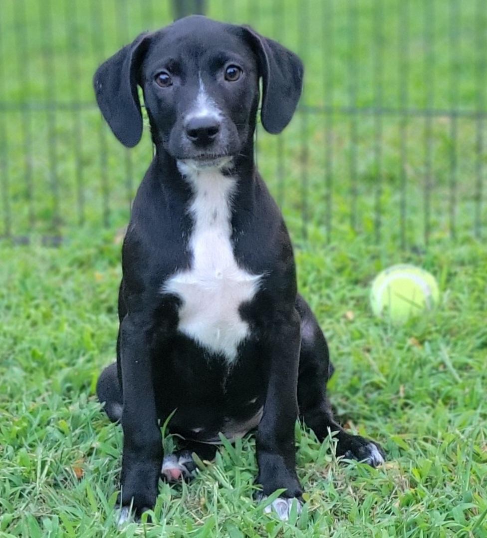 Elsie, adopted, Puppy Female Labrador Retriever.
