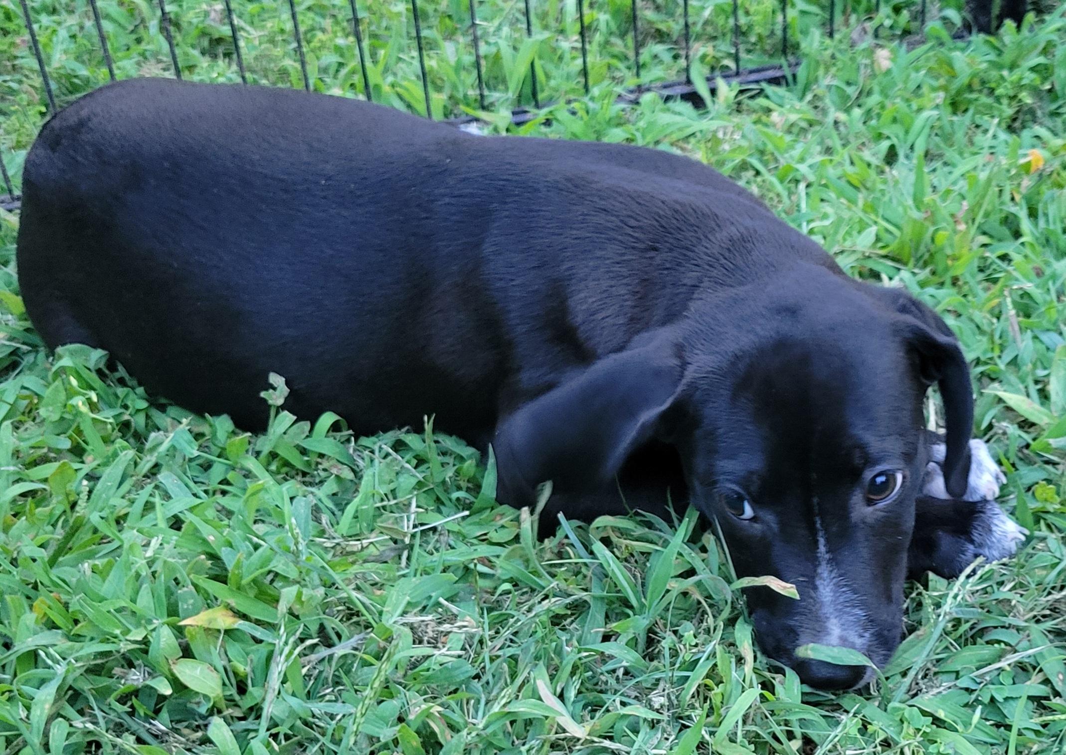 Elsie, an adopted mixed breed in Elwood, NJ image 3/5