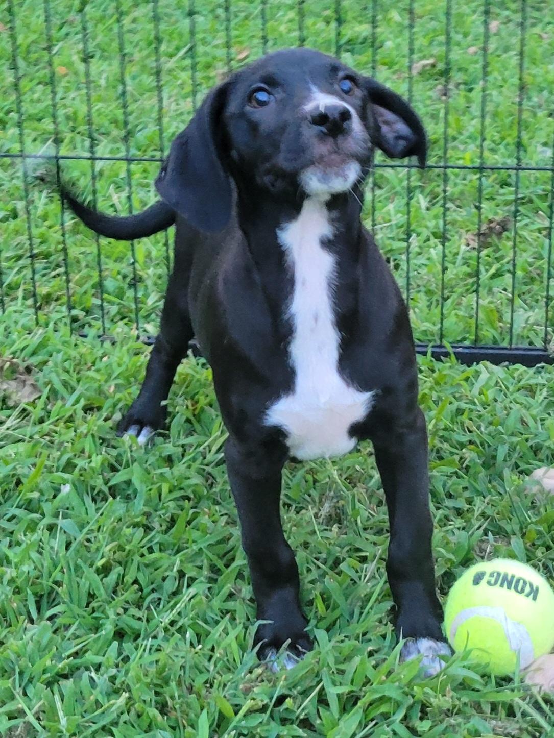 Elsie, an adopted mixed breed in Elwood, NJ image 5/5