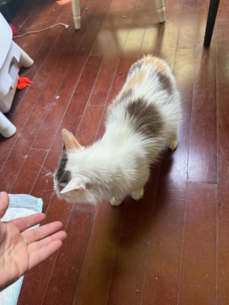 Enlarge Jesse Belle (At Petsmart Bluffton), a Adopted Domestic Long Hair in Port Wentworth, GA image 2/3