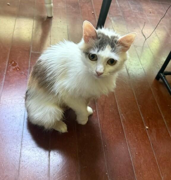Jesse Belle (At Petsmart Bluffton), Adopted, Young Female Domestic Long Hair.