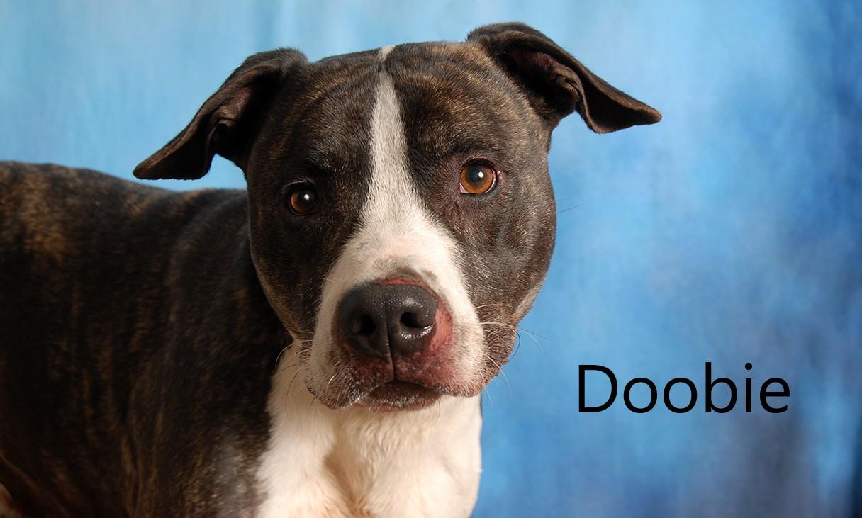 Doobie, Adoptable, Adult Male Pit Bull Terrier.