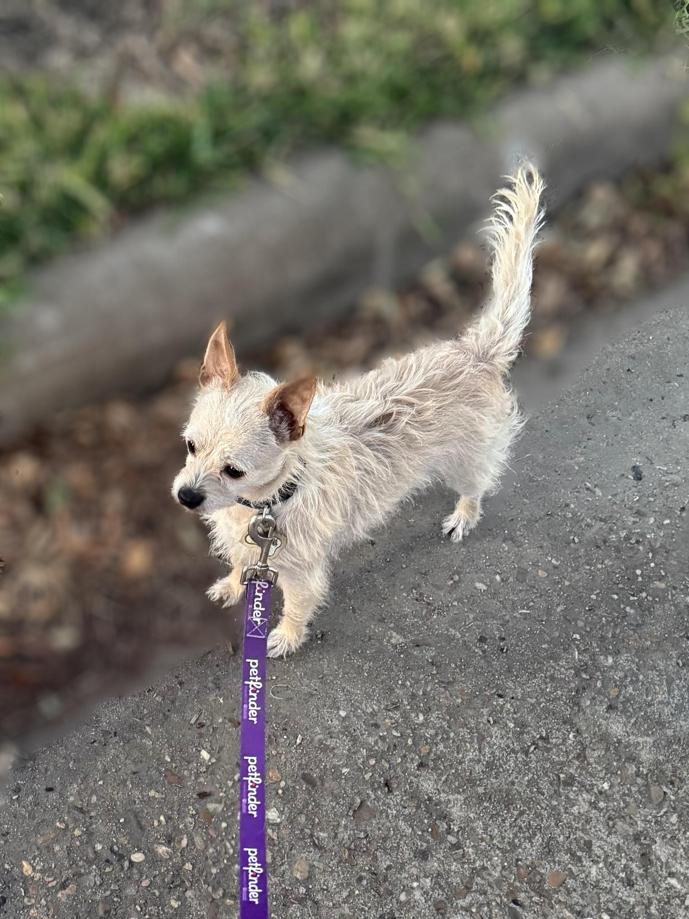 Enlarge Sneppy, a Adoptable mixed breed in Colorado Springs, CO image 1/5