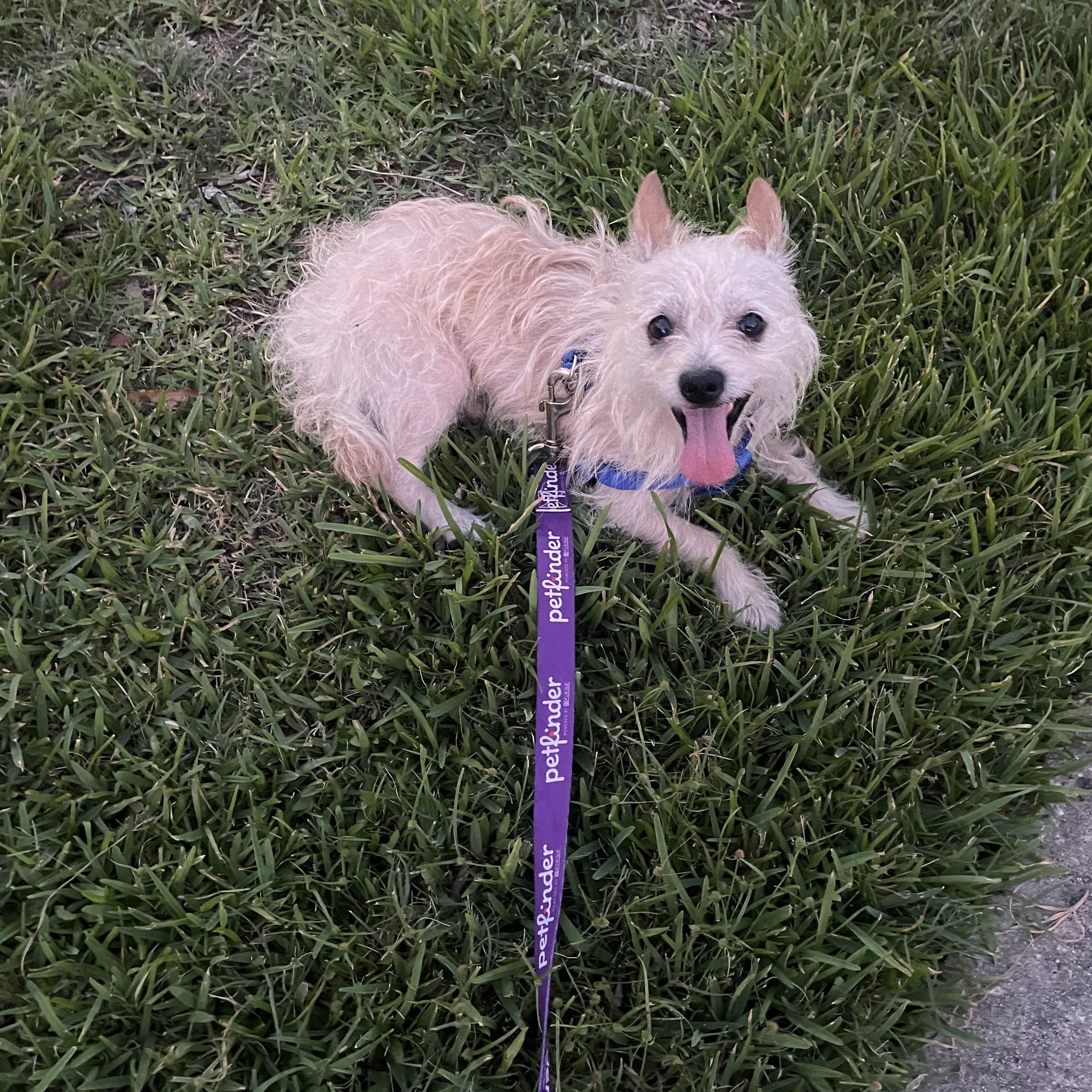 Enlarge Sneppy, a Adoptable mixed breed in Colorado Springs, CO image 2/5