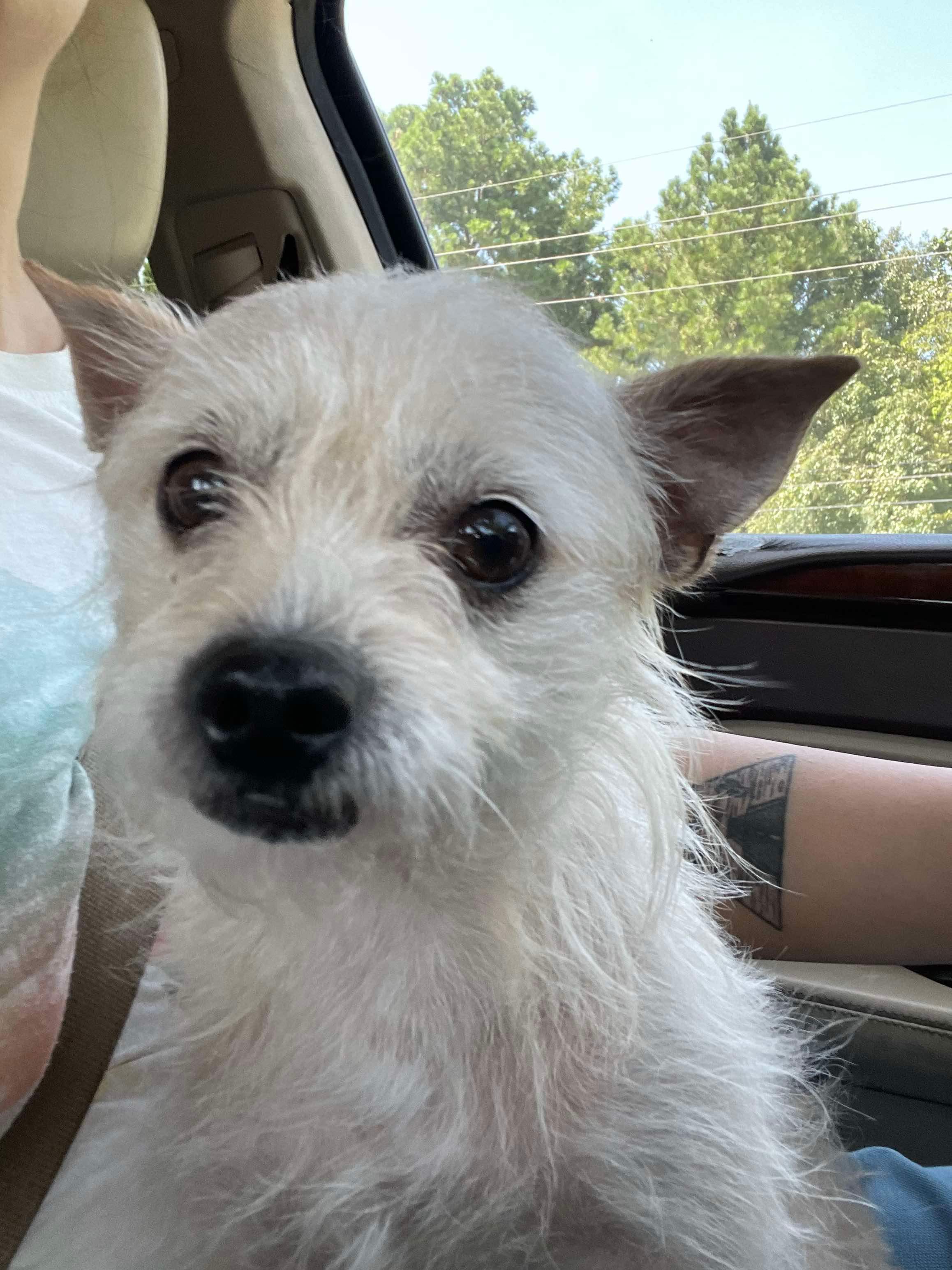 Enlarge Sneppy, a Adoptable mixed breed in Colorado Springs, CO image 3/5