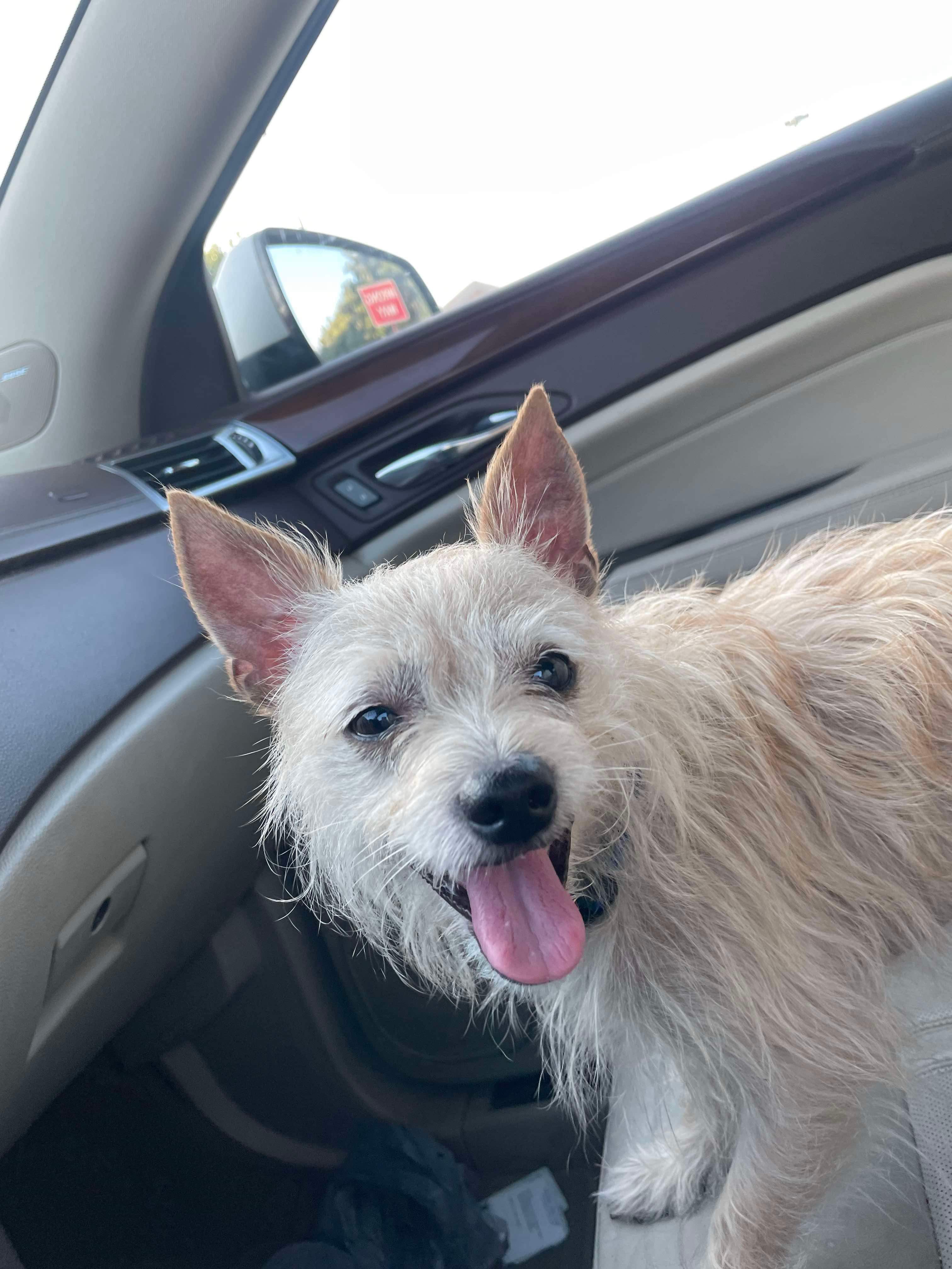 Enlarge Sneppy, a Adoptable mixed breed in Colorado Springs, CO image 4/5