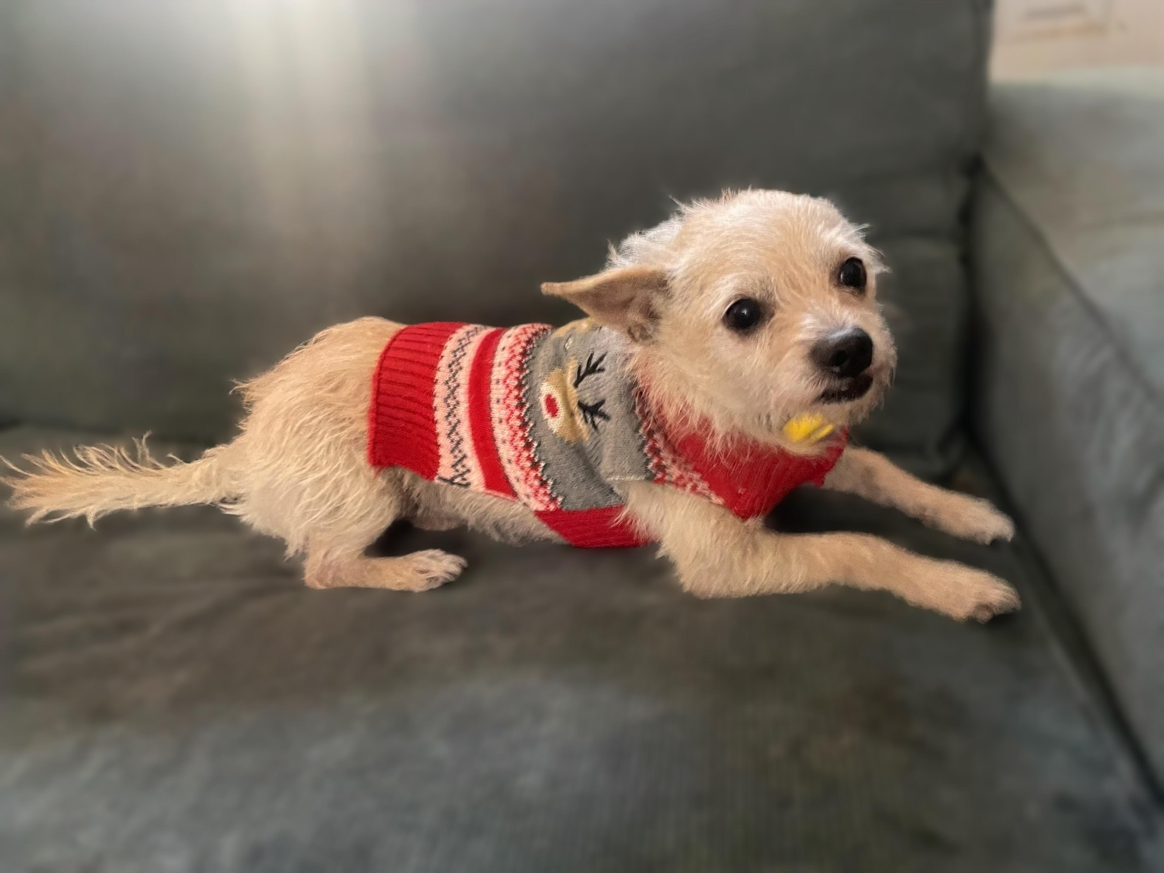 Enlarge Sneppy, a Adoptable mixed breed in Colorado Springs, CO image 5/5