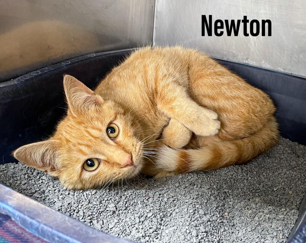 Enlarge Newton, a Adoptable mixed breed in Clearfield, KY image 1/1