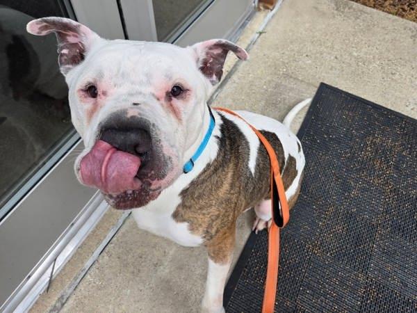 Enlarge Pillsbury, a Adoptable mixed breed in Millersville, MD image 1/1