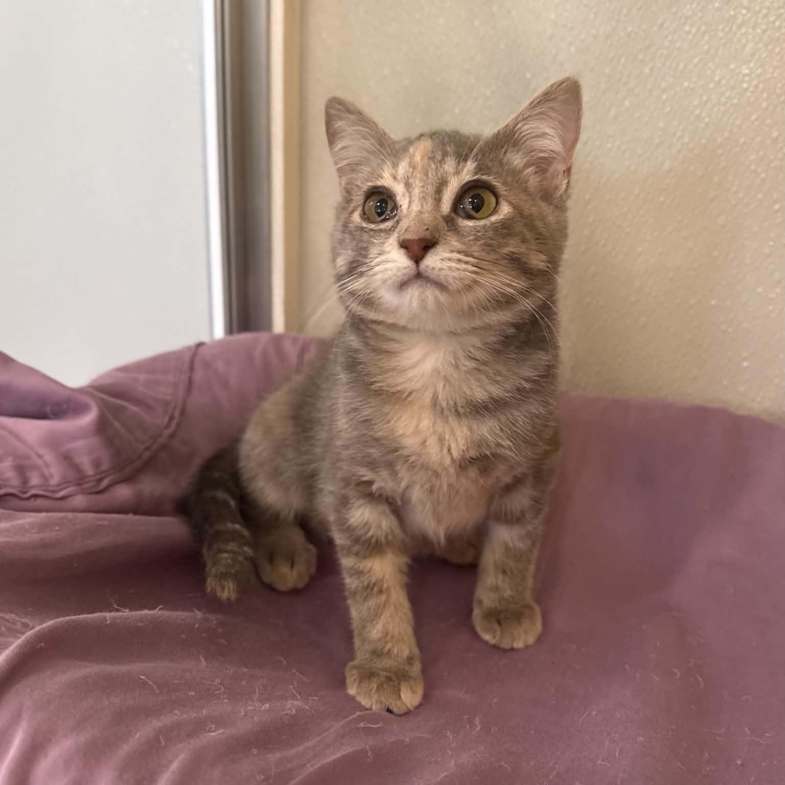 Enlarge Nevada, a Adoptable mixed breed in Penn Yan, NY image 4/6
