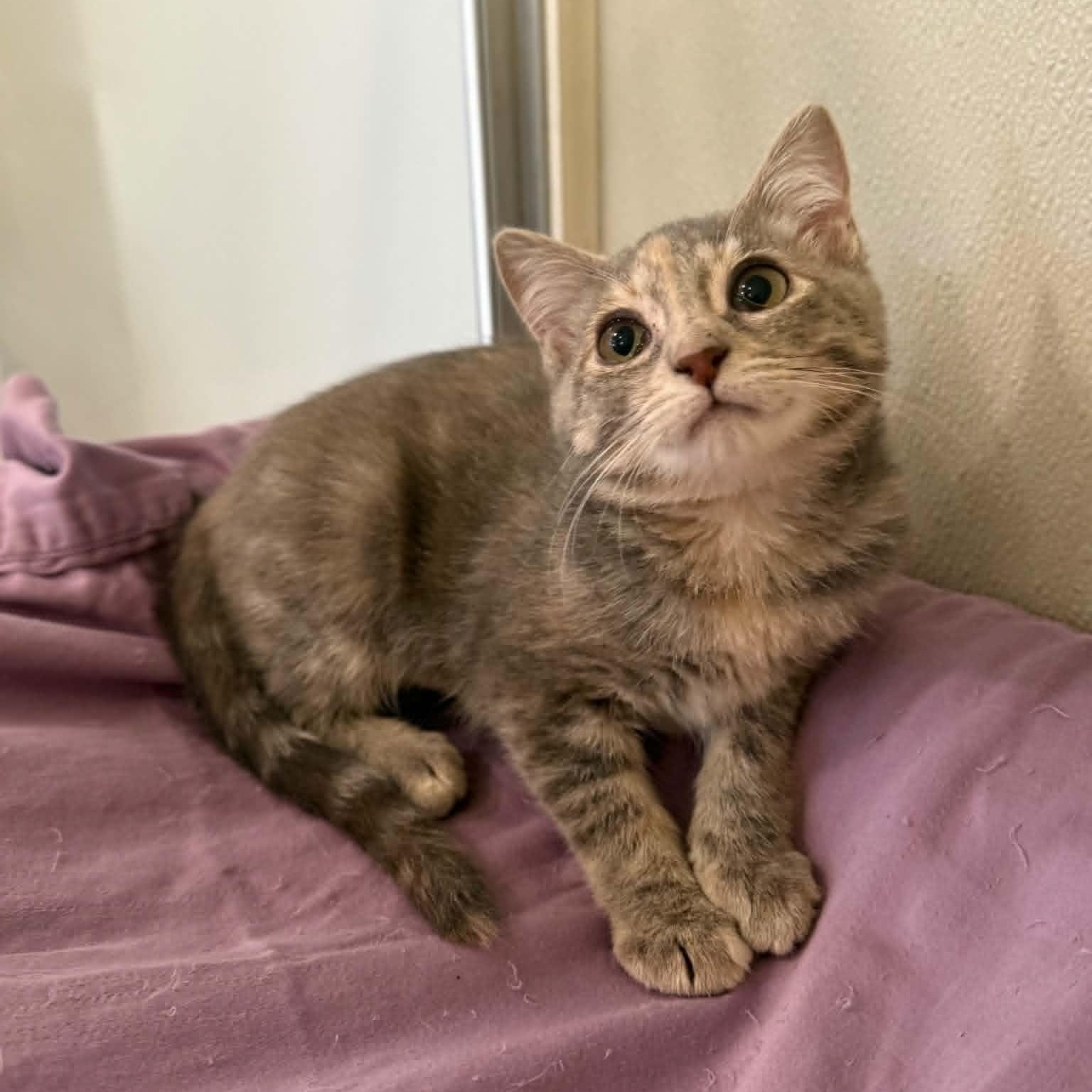 Enlarge Nevada, a Adoptable mixed breed in Penn Yan, NY image 2/6