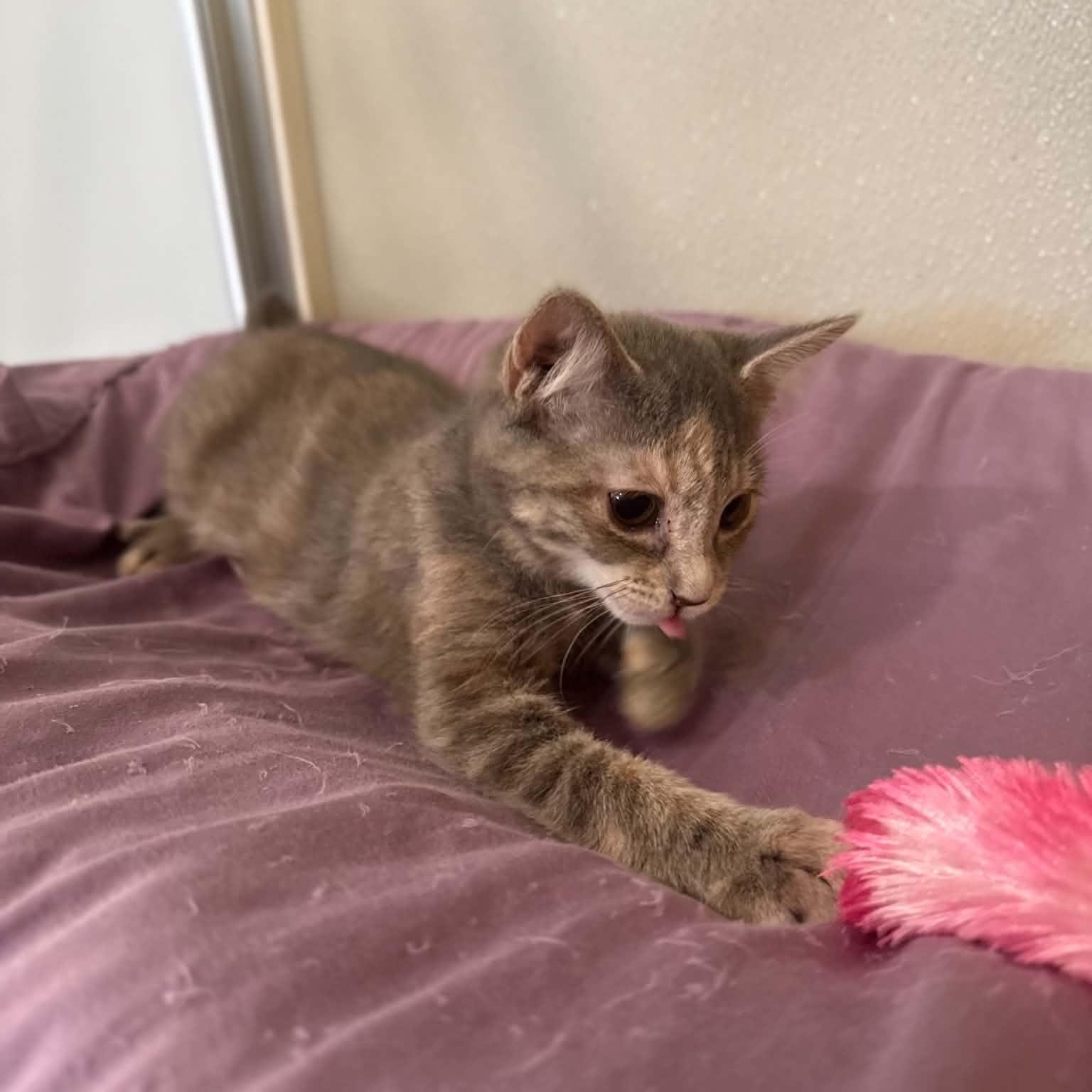 Enlarge Nevada, a Adoptable mixed breed in Penn Yan, NY image 3/6