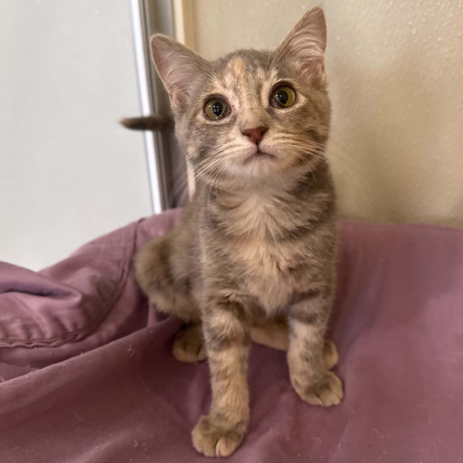 Nevada, Adoptable, Kitten Female Domestic Short Hair & Dilute Tortoiseshell.