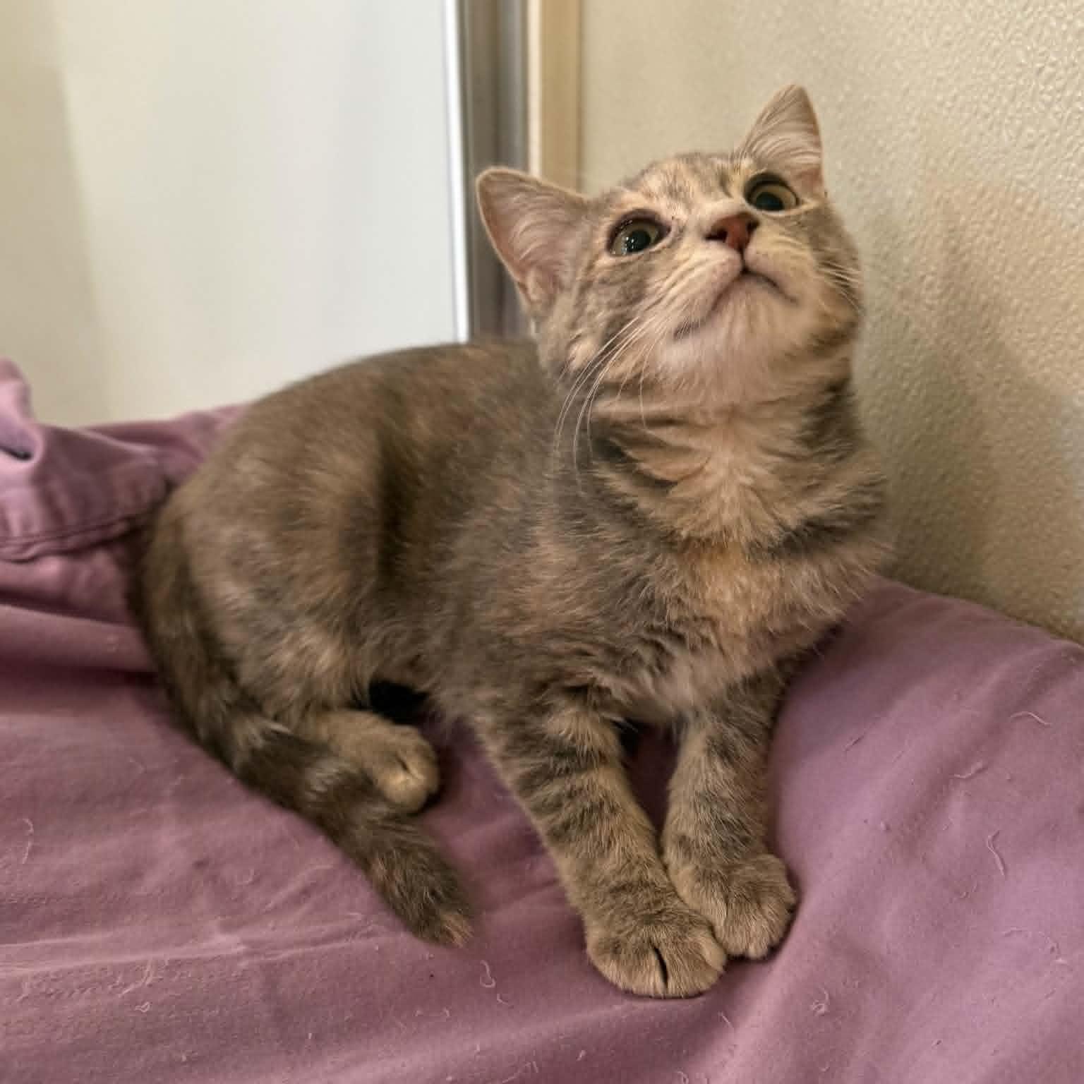 Enlarge Nevada, a Adoptable mixed breed in Penn Yan, NY image 6/6