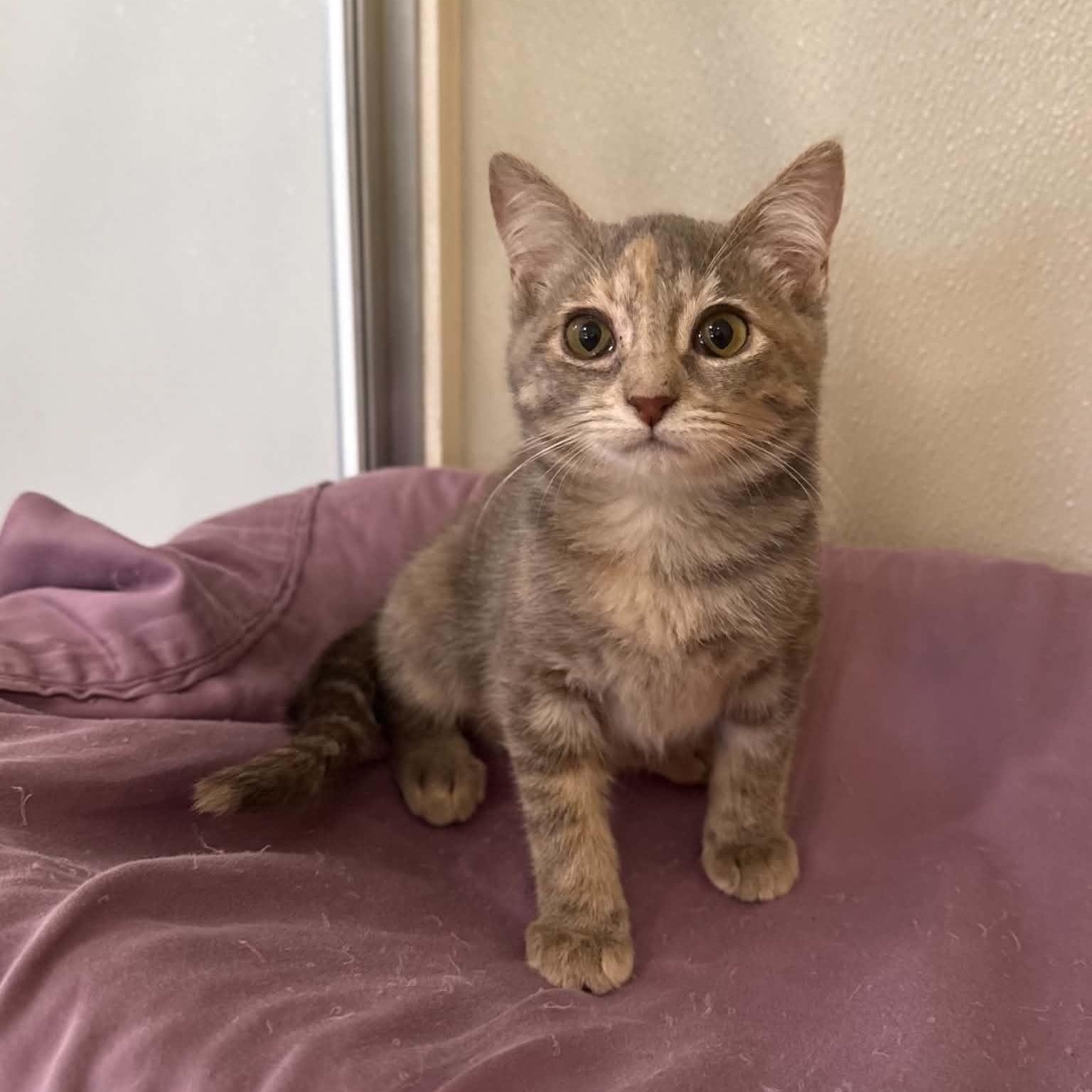 Enlarge Nevada, a Adoptable mixed breed in Penn Yan, NY image 5/6