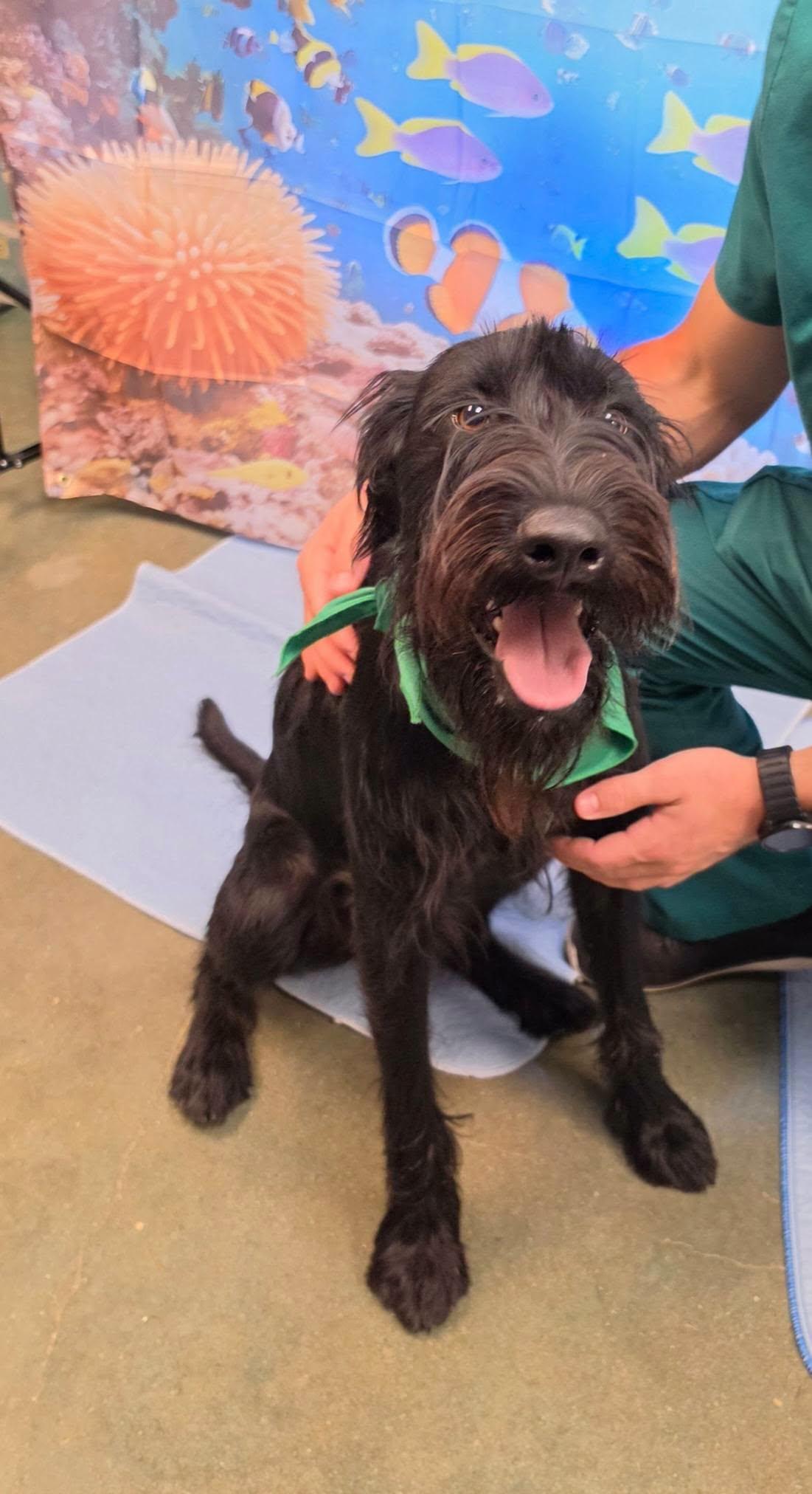 Enlarge Scout, a ADOPTABLE mixed breed in Colleyville, TX image 2/6